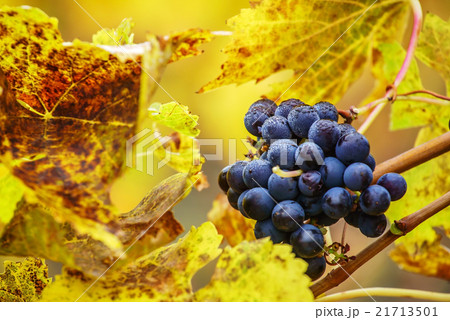 autumn vineyard 21713501