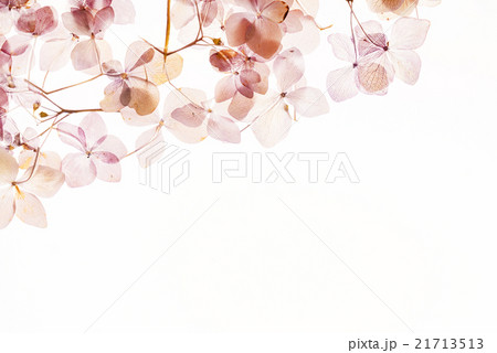 dry hydrangea 21713513