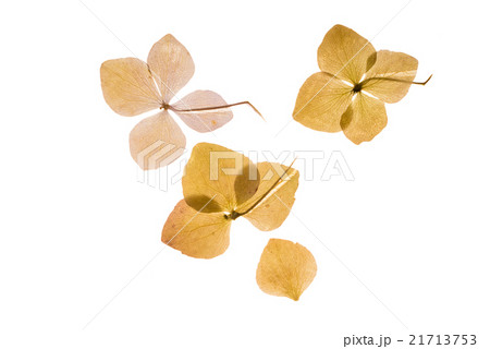 dry hydrangea 21713753