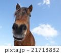 青空と馬　可愛い馬　 21713832