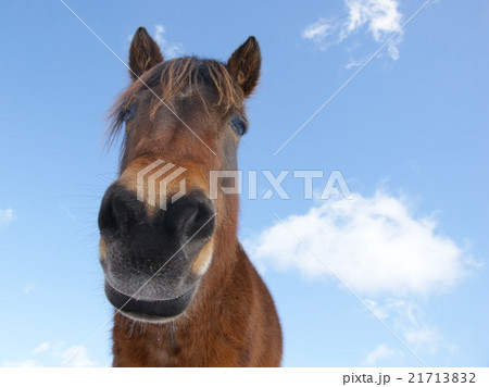 青空と馬 可愛い馬 の写真素材
