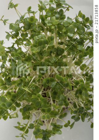 ブロッコリースプラウト 21713858