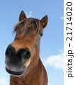 青空と馬　可愛い馬　 21714020