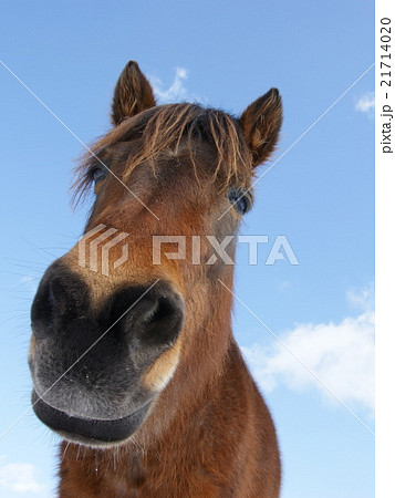 青空と馬 可愛い馬 の写真素材 21714020 Pixta