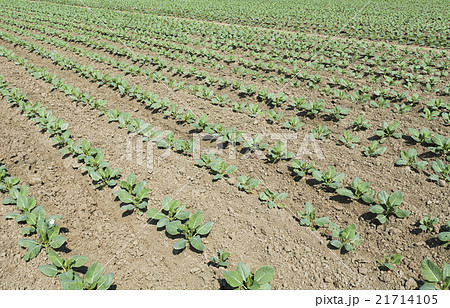 野菜 ベジタブル 青菜 21714105