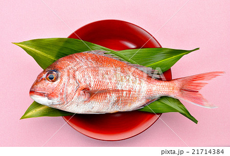 浜名湖、舞阪港産の天然真鯛(マダイ/たい)。 浜名湖、舞阪港産の天然真鯛(マダイ/たい)。 21714384