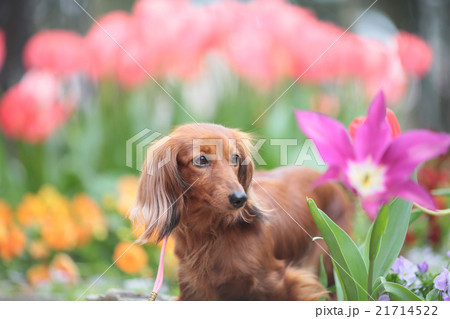 ダックスフンドとチューリップ 21714522