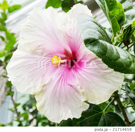 Beautiful big hibiscus flower, natural scene 21714659