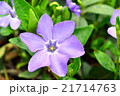 Periwinkle - Vinca, Apocynaceae, pervinca. 21714763