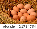 Chicken eggs, laying eggs on the Seine. 21714764