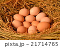 Chicken eggs, laying eggs on the Seine. 21714765