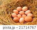 Chicken eggs, laying eggs on the Seine. 21714767