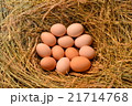 Chicken eggs, laying eggs on the Seine. 21714768