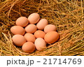 Chicken eggs, laying eggs on the Seine. 21714769