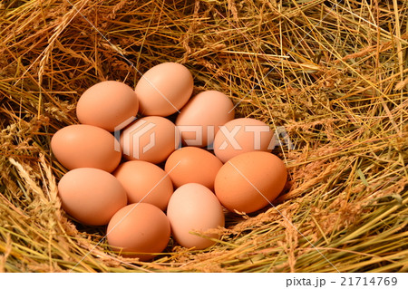 Chicken eggs, laying eggs on the Seine. 21714769