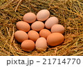 Chicken eggs, laying eggs on the Seine. 21714770
