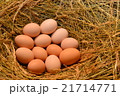 Chicken eggs, laying eggs on the Seine. 21714771
