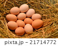 Chicken eggs, laying eggs on the Seine. 21714772