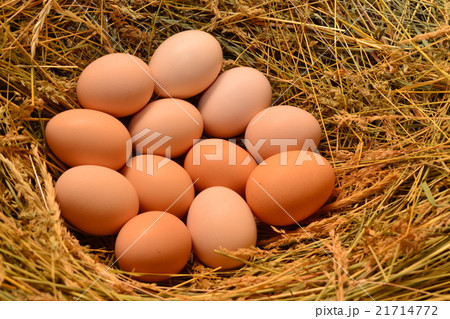 Chicken eggs, laying eggs on the Seine. Chicken eggs, laying eggs on the Seine. 21714772