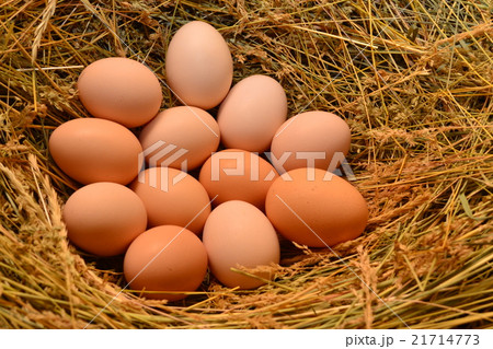 Chicken eggs, laying eggs on the Seine. Chicken eggs, laying eggs on the Seine. 21714773