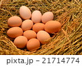 Chicken eggs, laying eggs on the Seine. 21714774