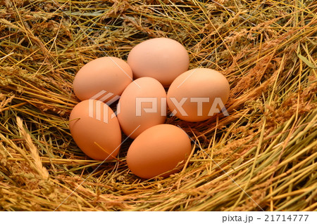 Chicken eggs, laying eggs on the Seine. Chicken eggs, laying eggs on the Seine. 21714777