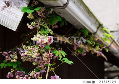 アケビの花 21715124