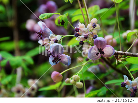 アケビの花 アケビの花 21715127
