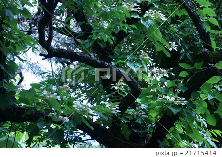 岩絡　イワガラミと申します。紫陽花に似ています。 21715414