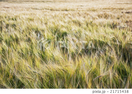 Yellow wheat field, seasonal natural scene 21715438