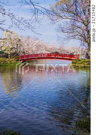 信州　須坂市　臥龍公園の竜ケ池の弁天島にかかる弁天橋と桜 21715482