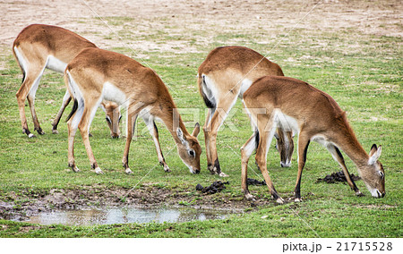 Eld's deer (Panolia eldii), animals by the water 21715528