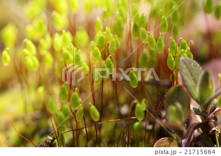 スナゴケの胞子のう 21715664