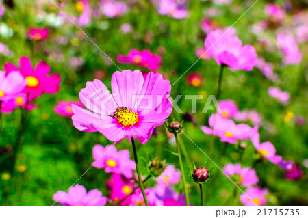 beautiful flowers in the garden beautiful flowers in the garden 21715735