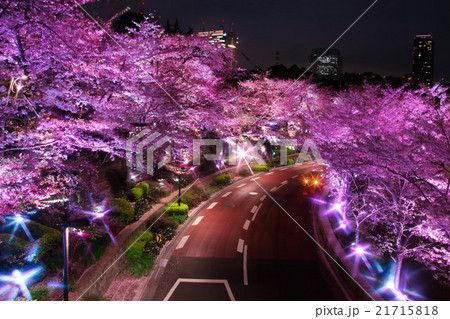 綺麗な夜桜ライトアップの写真素材