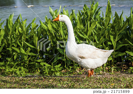 ギース 鵞鳥 ガチョウ 21715899