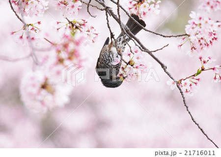 鳥と桜 21716011