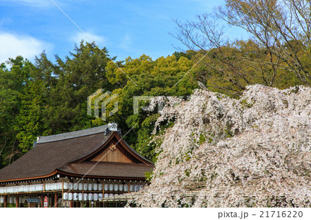 上賀茂神社 21716220