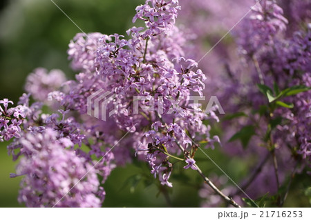 フレンチライラック 21716253