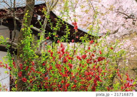 天龍寺 天龍寺 21716875