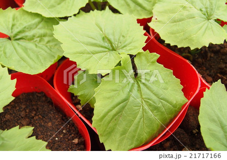 ゴーヤーの苗 21717166
