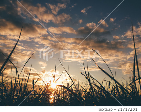 Sunset on the wheat field sunbeams glare. Sunset on the wheat field sunbeams glare. 21717201