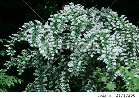空木ウツギ　卯の花とも呼ばれています。 21717250