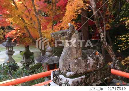 京都　秋の大原野神社　狛鹿 21717319