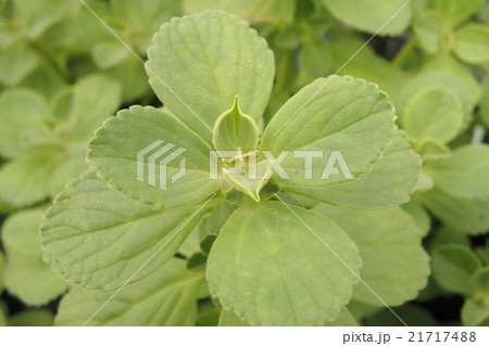 ポルトジンユ ポルトジンユ 21717488