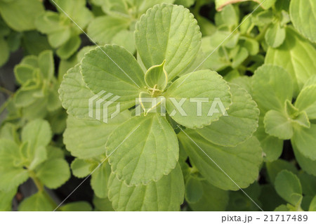 ポルトジンユ 21717489