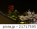宮島・桜 21717595