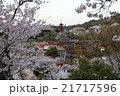 宮島・桜 21717596