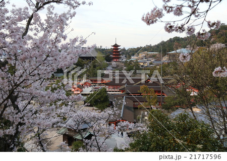 宮島・桜 宮島・桜 21717596