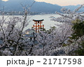 宮島・桜 21717598